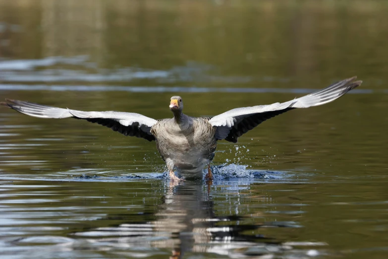 a gray duck landing on the edge of water