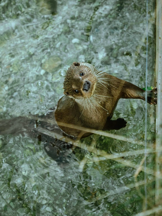 a very cute looking brown animal in water