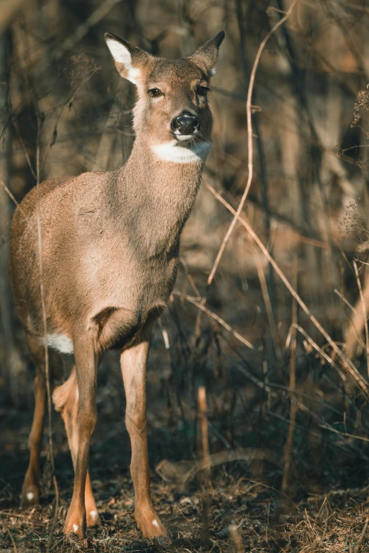 a young deer in some brown grass with short hair