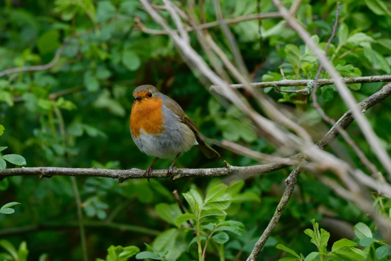a bird perched on a nch surrounded by green leaves