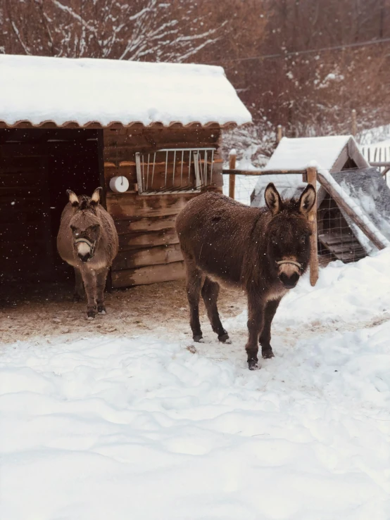 two animals stand outside of a small shack in the snow
