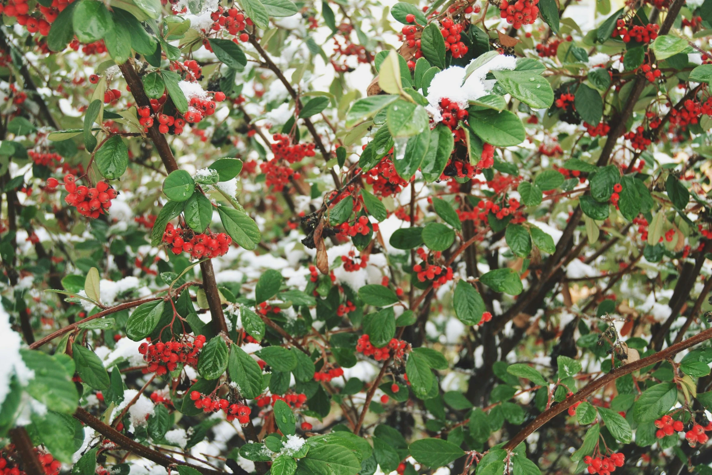 the red berries are sprinkled with snow