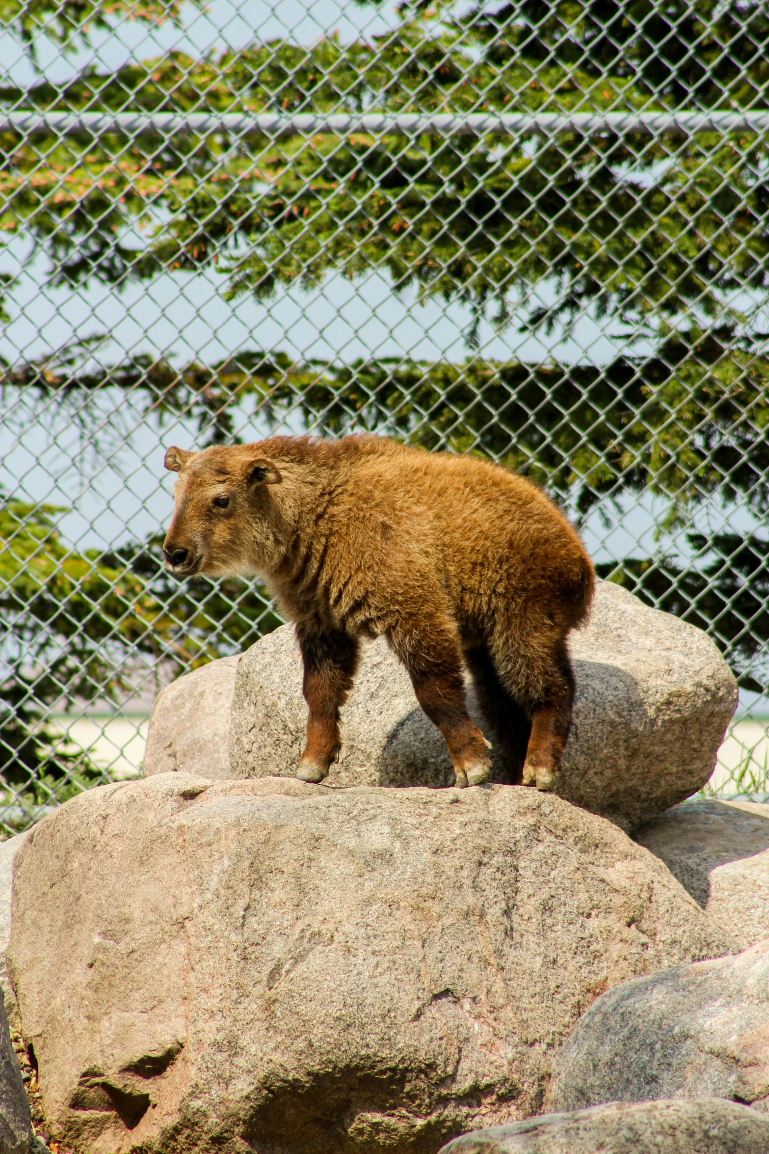 brown bear standing on rock looking over chain link fence