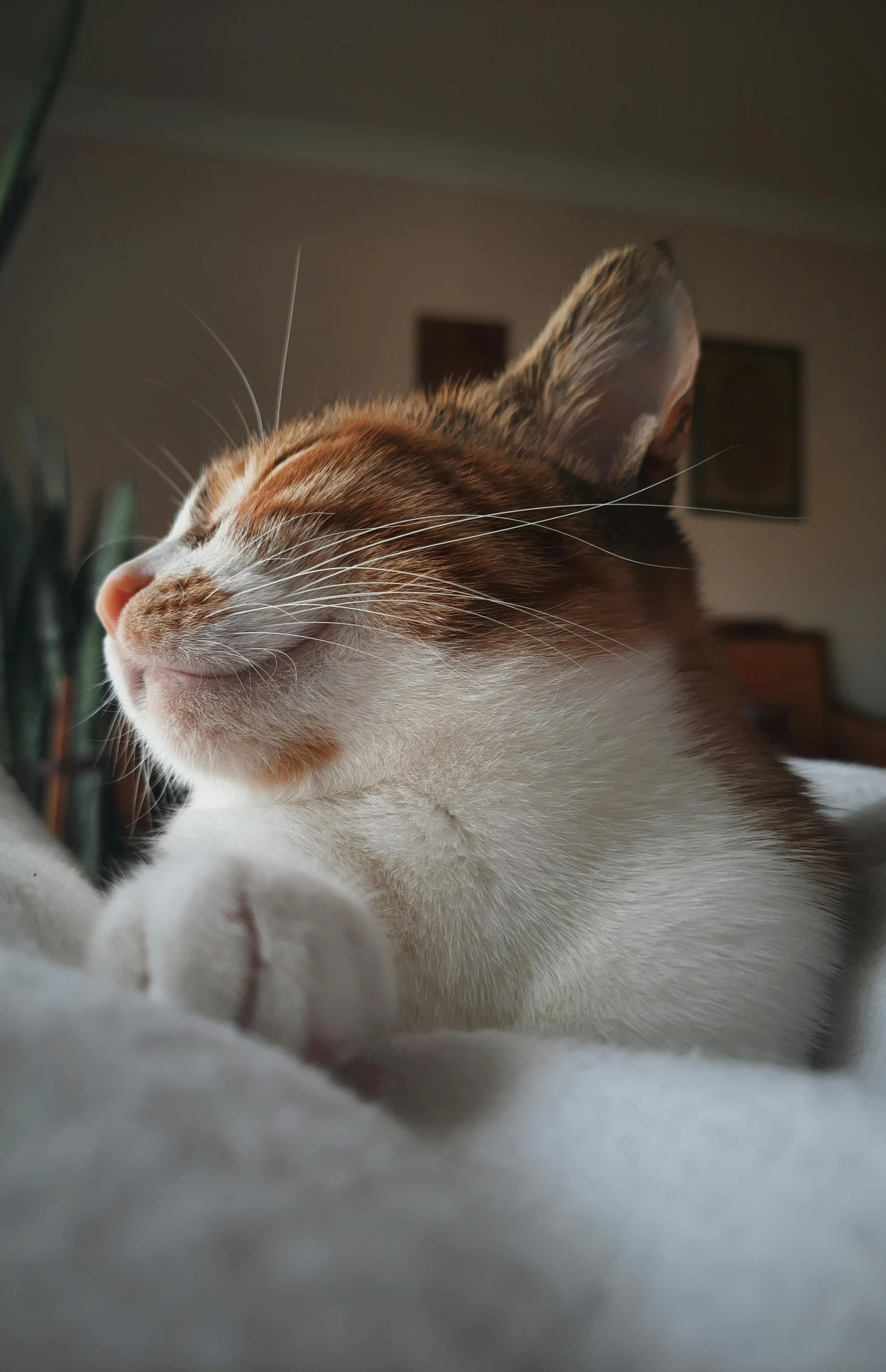 an orange and white cat lays down on a bed