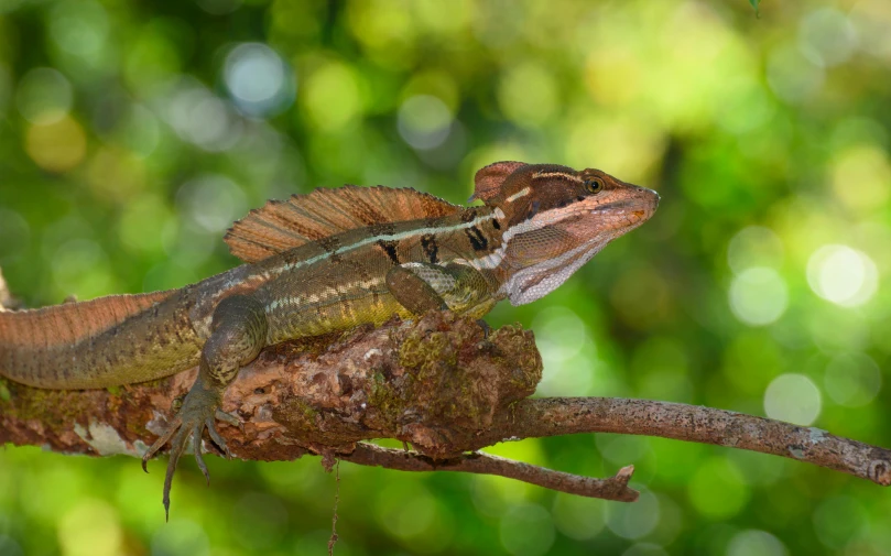 a colorful chamelon sitting on top of a tree nch