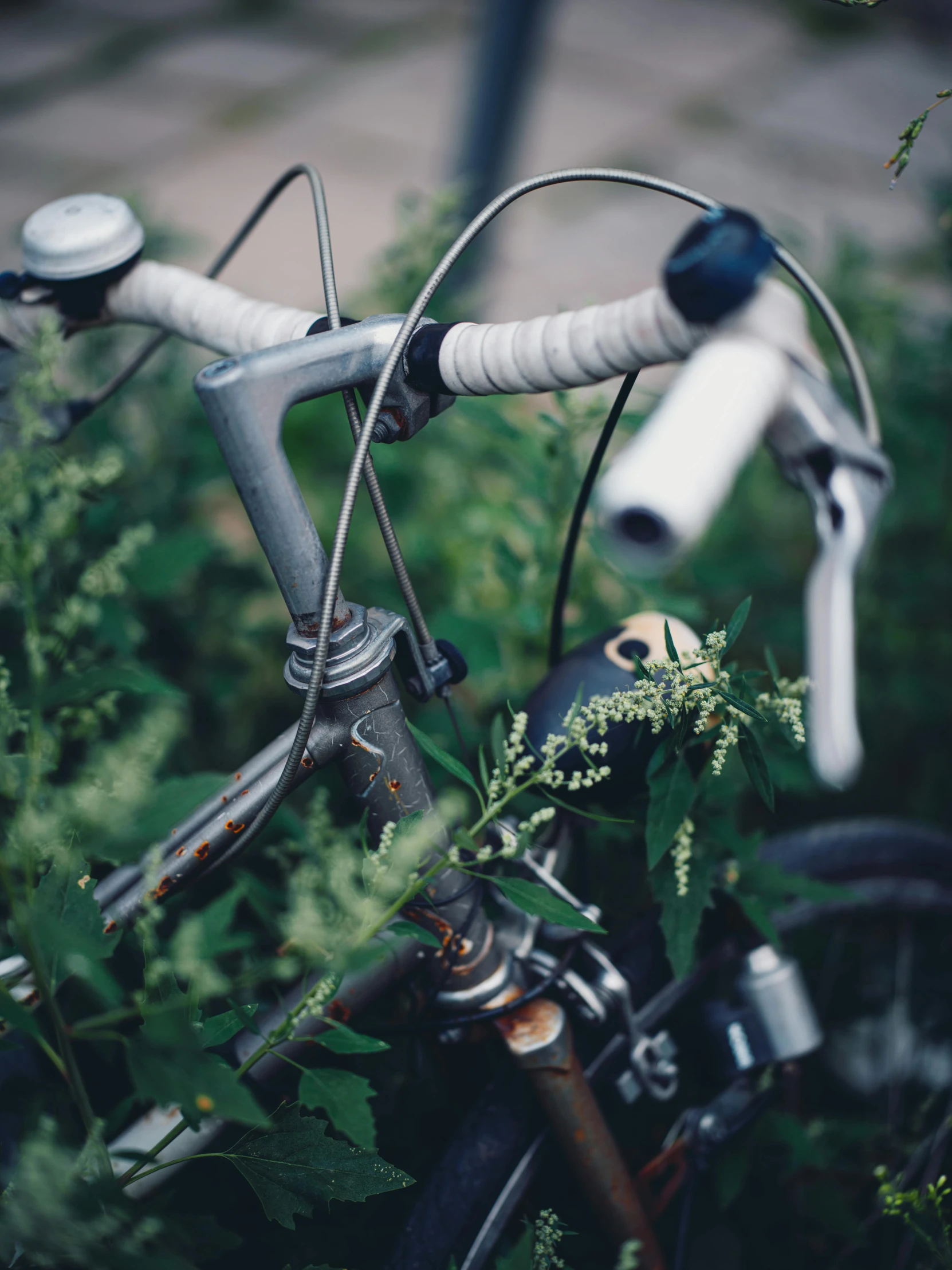 this is the front end of a bicycle in some brush