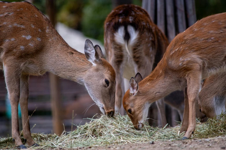 two deer eat grass on a sunny day