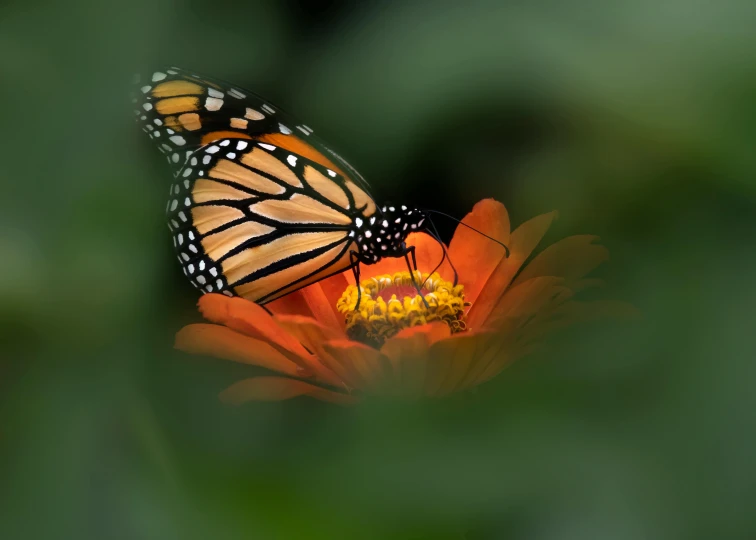 a close - up of two monarch erfly mating on a flower