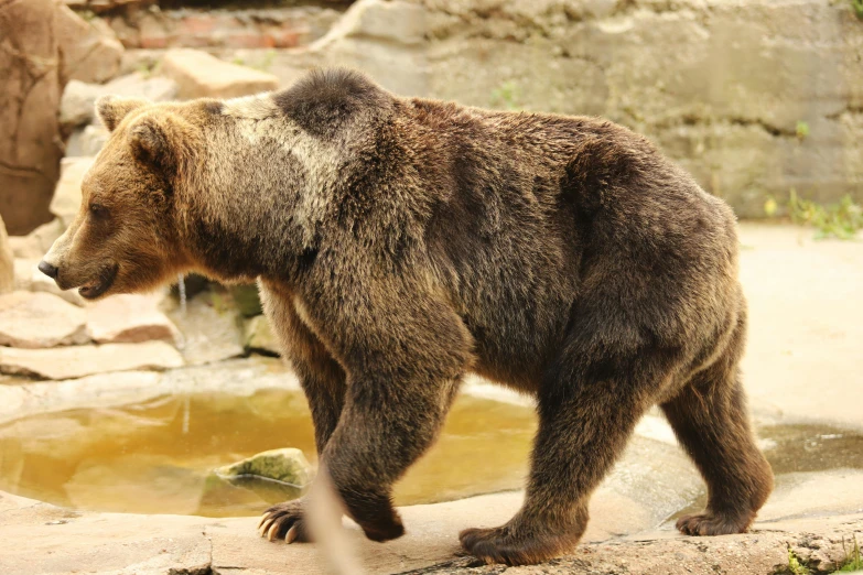 a brown bear standing on top of a rock near water