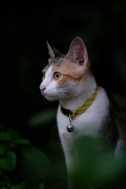 a white cat in yellow collar and bell