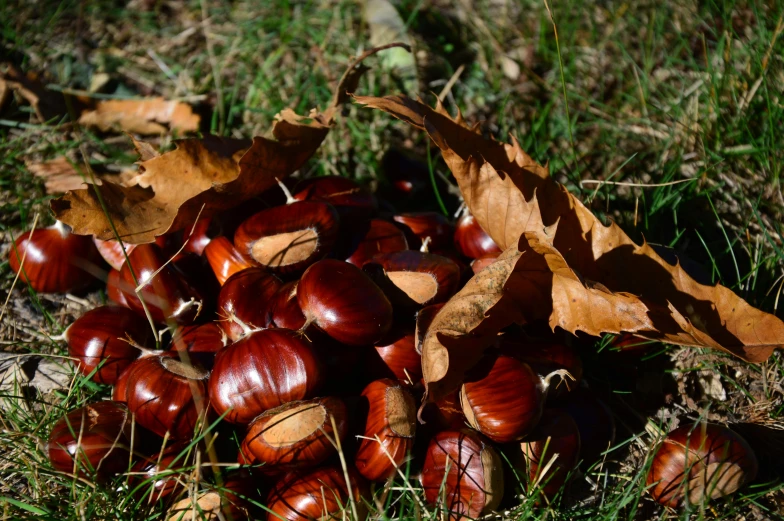 a pile of chestnuts on a sunny day
