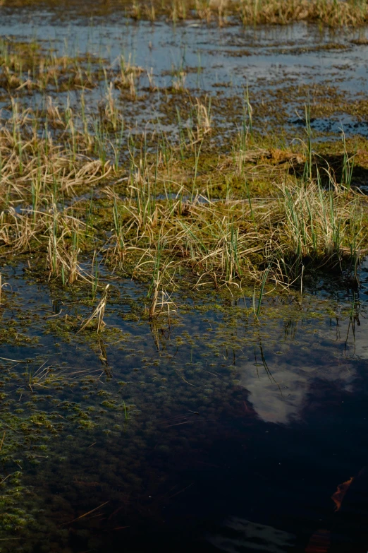 a water with some plants and grass on it