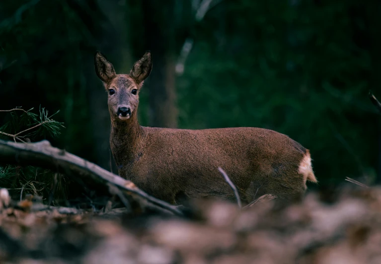 a small deer looking directly into the camera in a forest