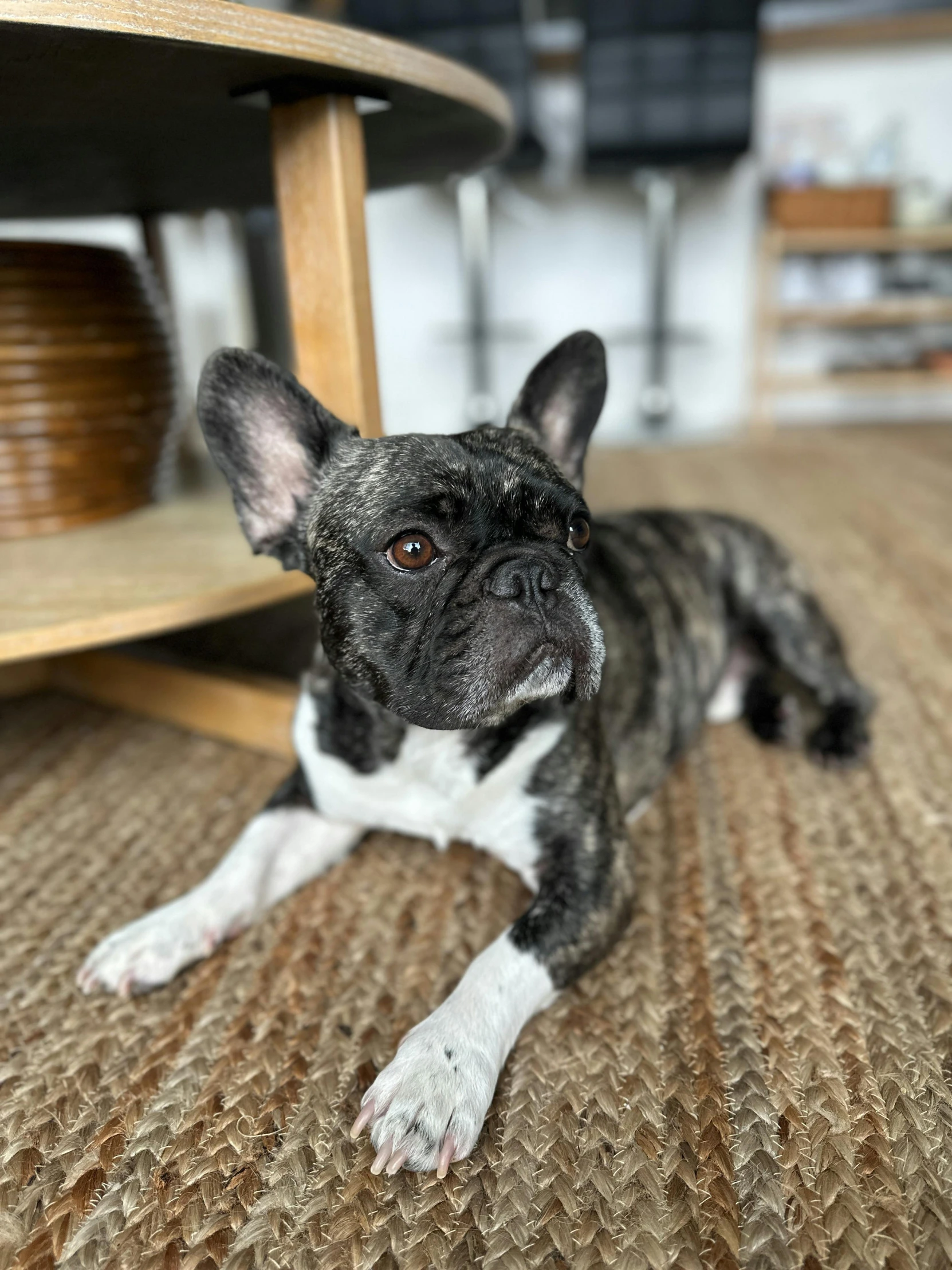 a small dog laying down under a wooden chair