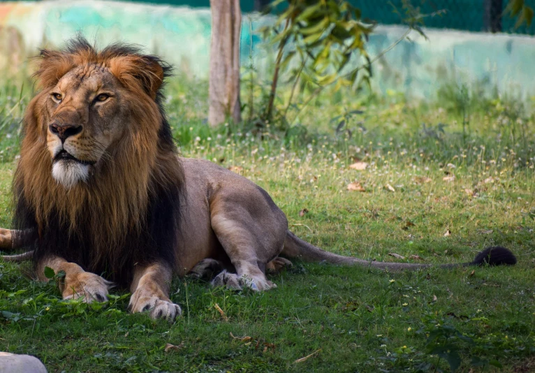 a lion laying on the ground next to a building