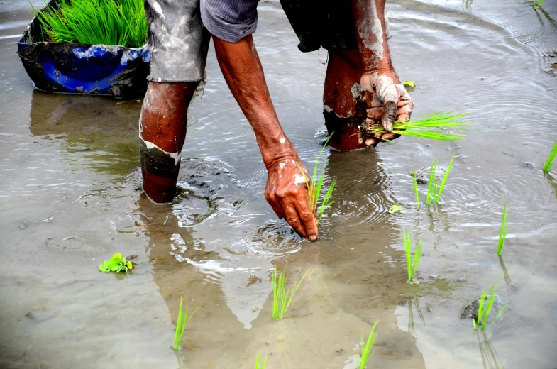 a man with water and grass is picking up his soil