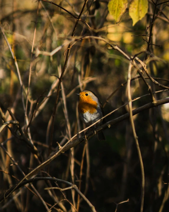 a little bird sitting on top of a nch