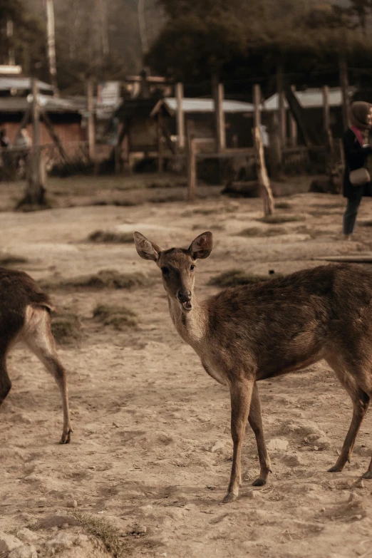 two deer are on the sand near a person