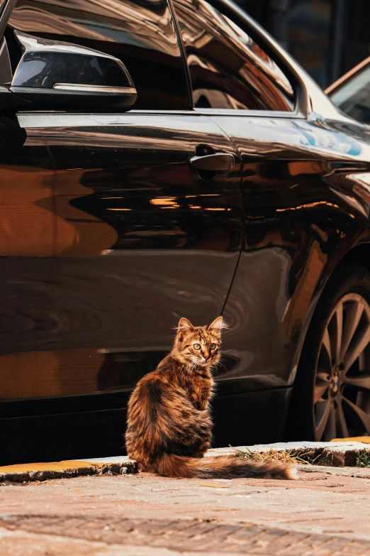 a brown cat looking away from the camera