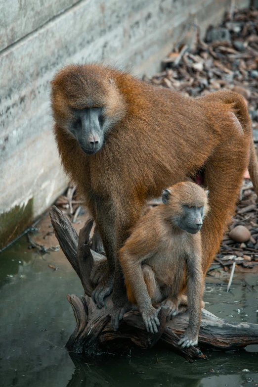 two monkeys standing next to each other on top of a log