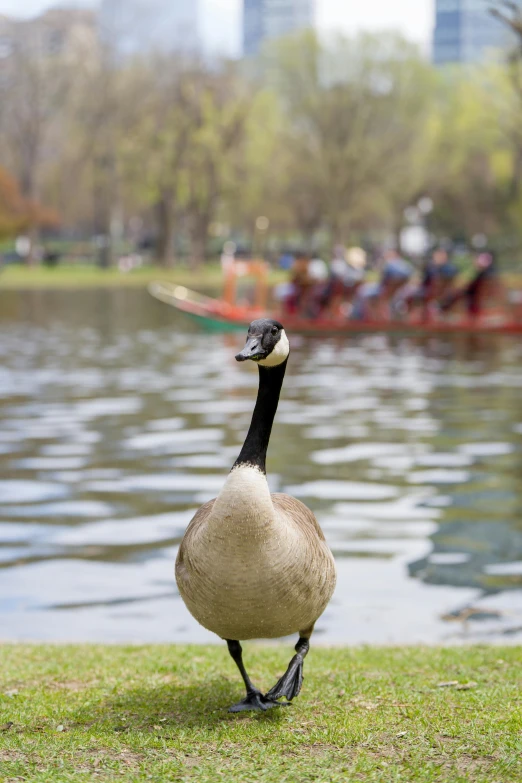 an upside down duck standing next to the water