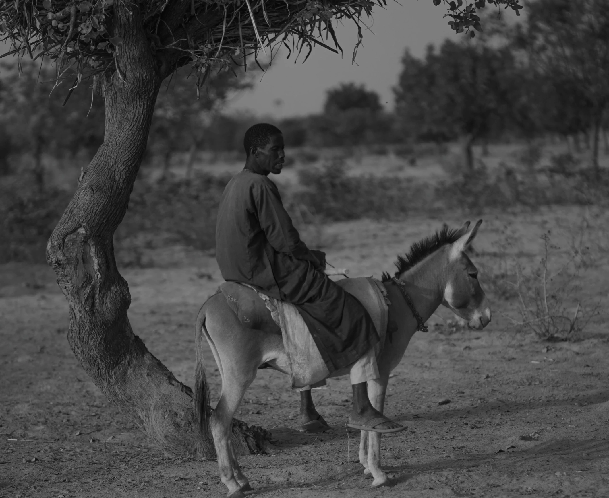 a man on a horse under a tree in the middle of nowhere