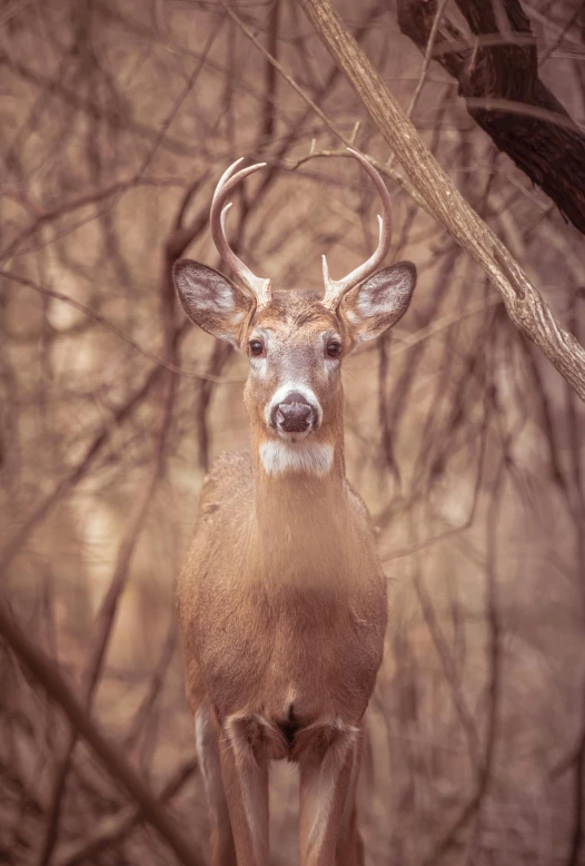 a small deer stands in the middle of a forest