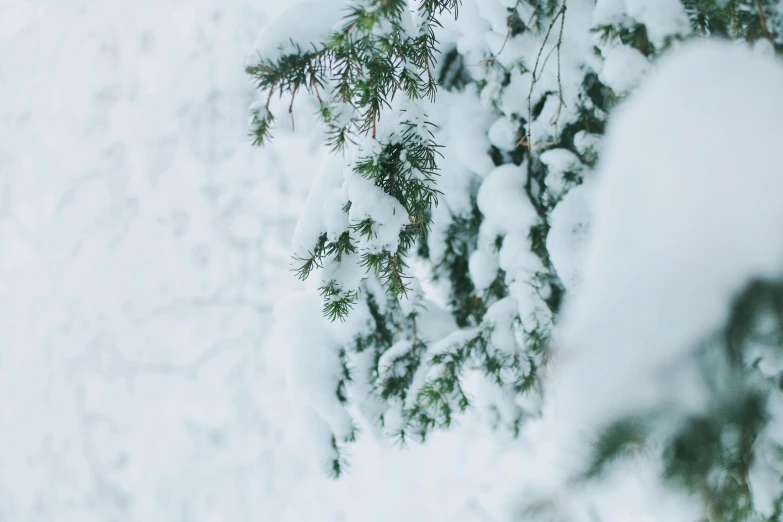 nches in the snow and green leaves are visible