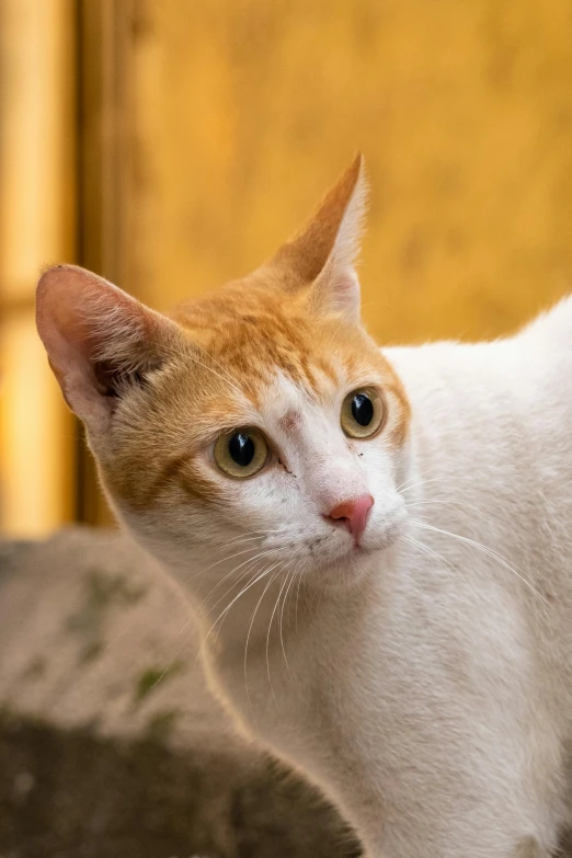 an orange and white cat looking into the camera