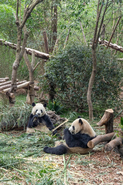 two panda bears play in the woods by some small trees