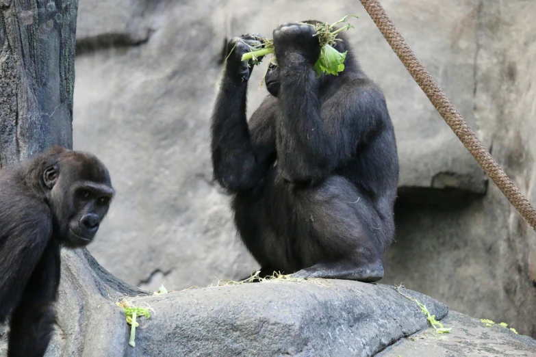 two small gorillas playing around on the same rock