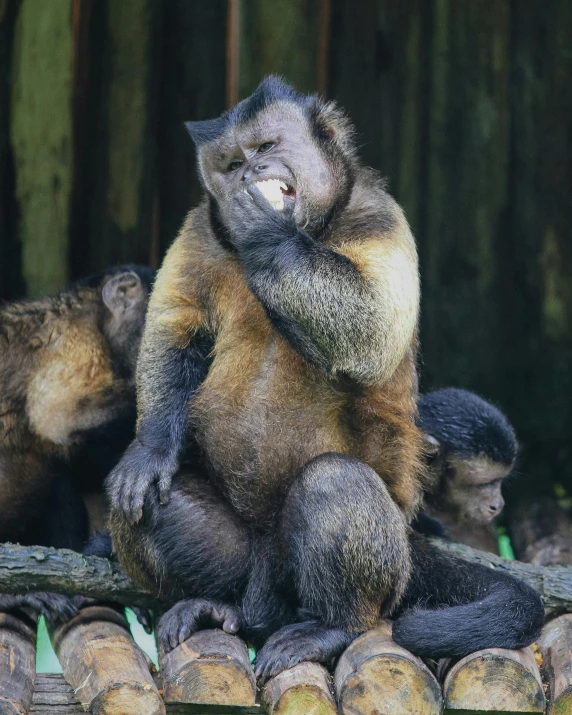 a couple of monkeys sitting on logs