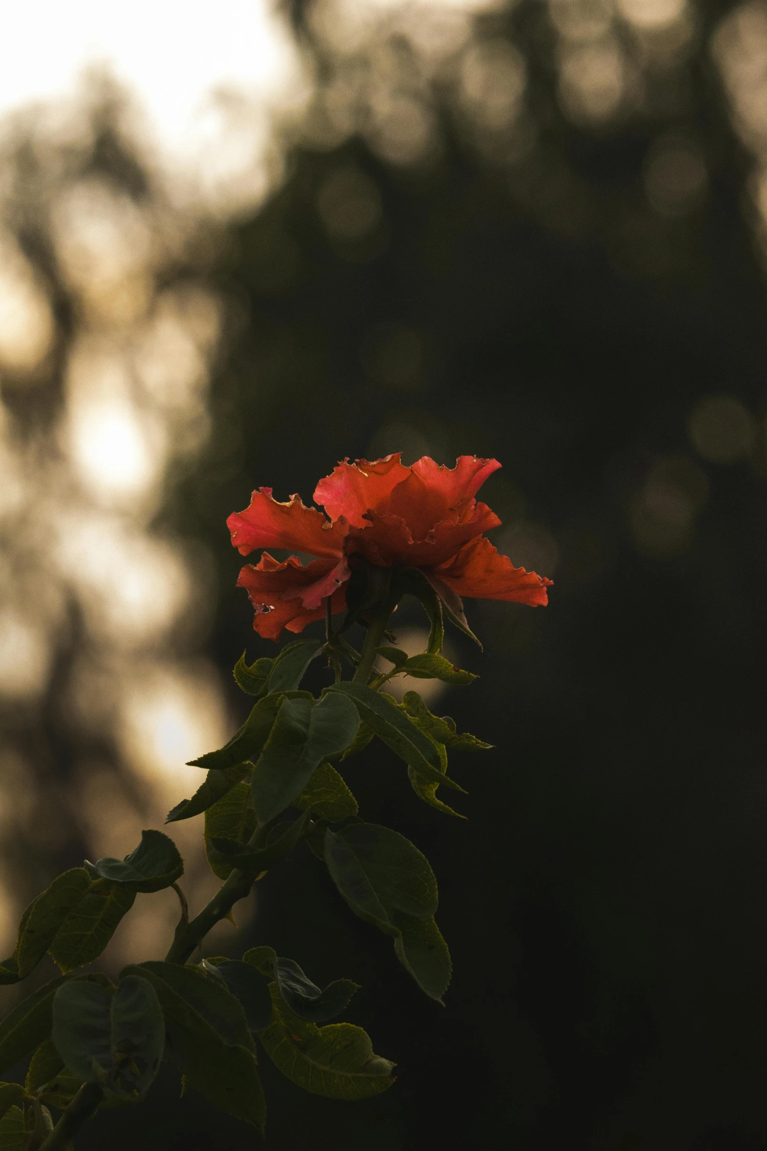 a red flower that is blooming next to a tree