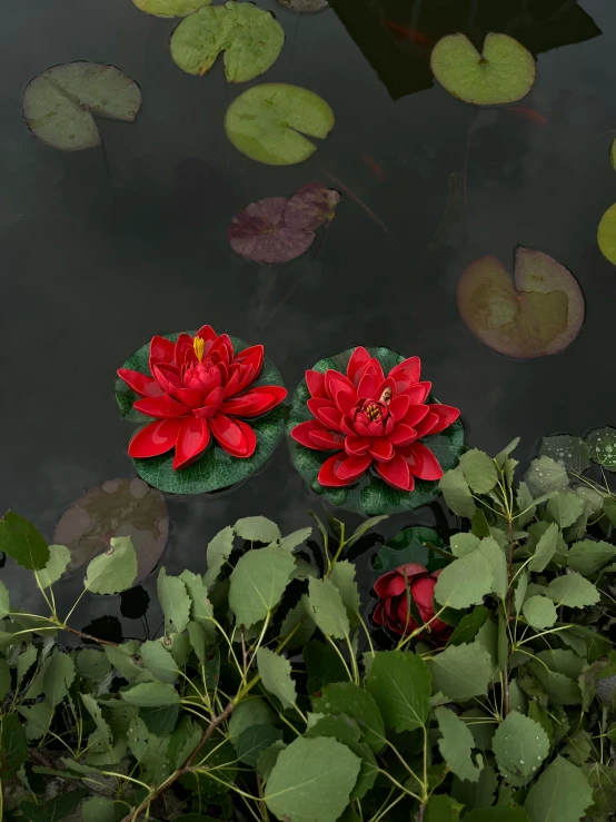 three flowers with green leaves in the water