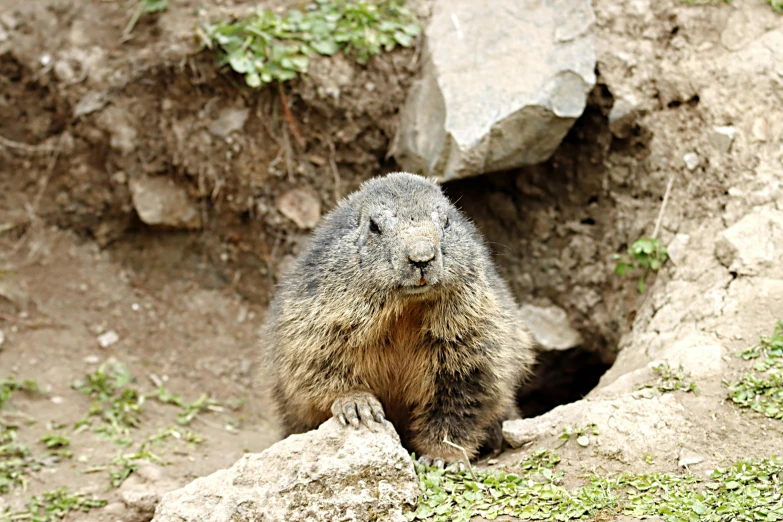 a prairie groundhog sitting in the mud, looking out from a hole