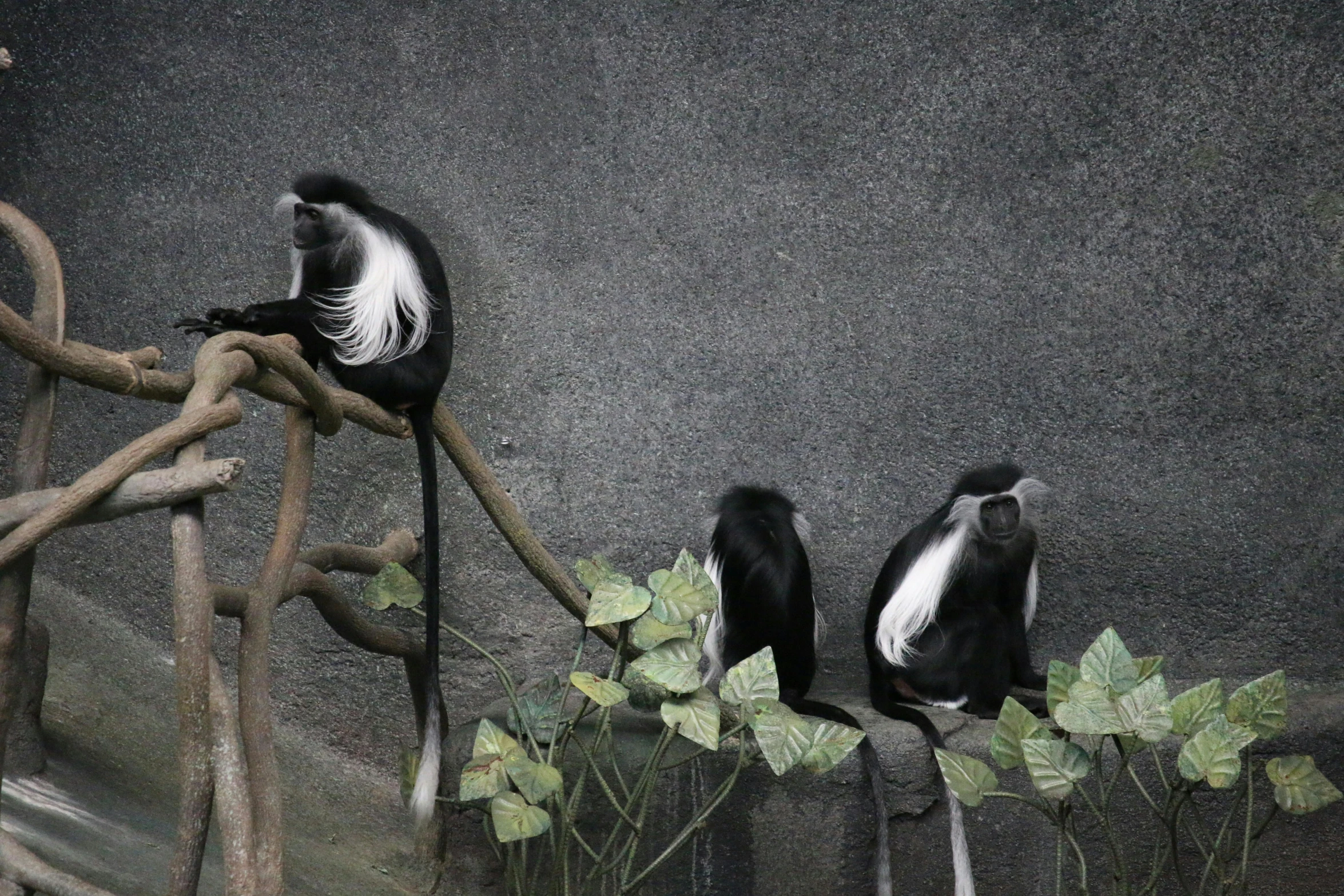 two birds perched on top of trees and one has its mouth open