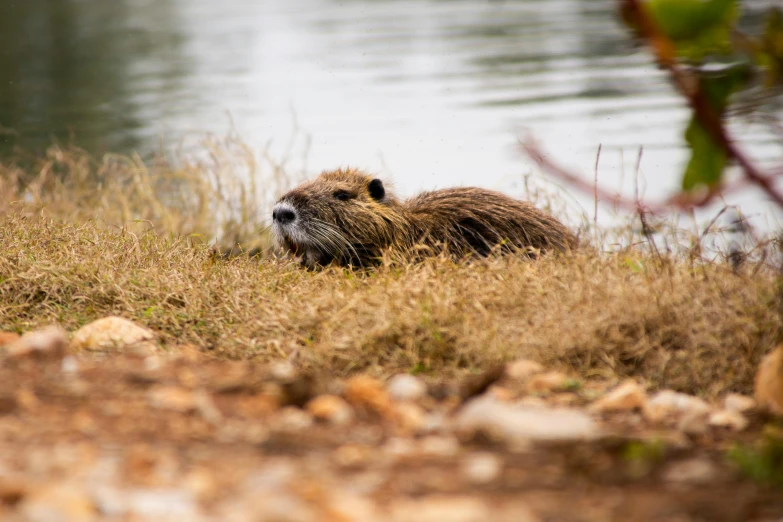 a beaver laying on the ground next to water