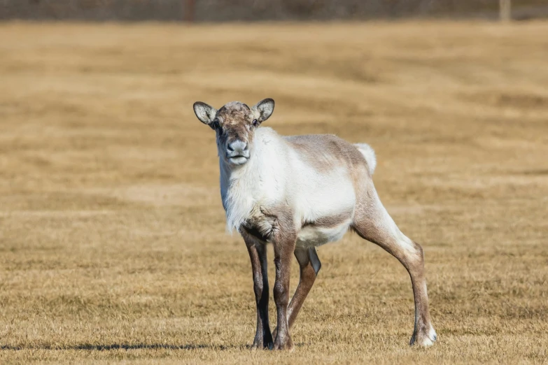 a small white goat standing on top of a dry grass field