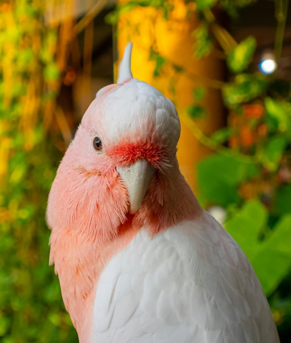the pink feathers are white and have long, curled tails