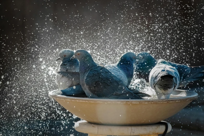 three birds sprinkled with water in a fountain