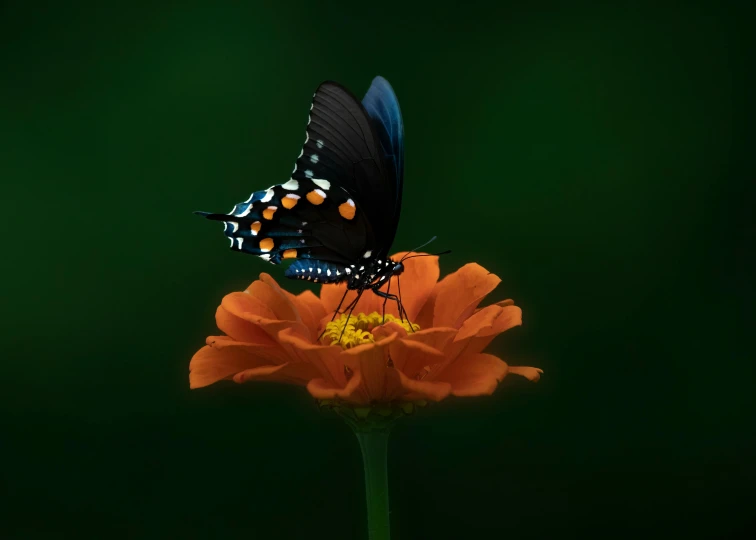 two erflies sitting on top of an orange flower