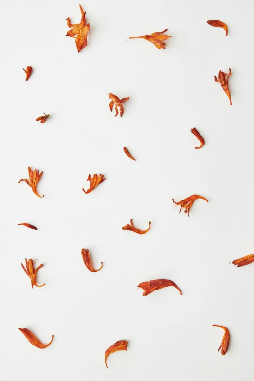 orange florets of flowers floating in the air on a white surface