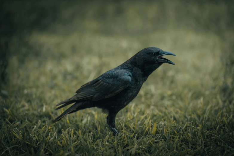 a black bird that is standing in the grass