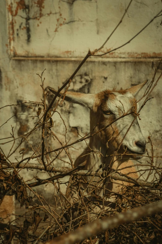 a goat sits in the midst of some bushes