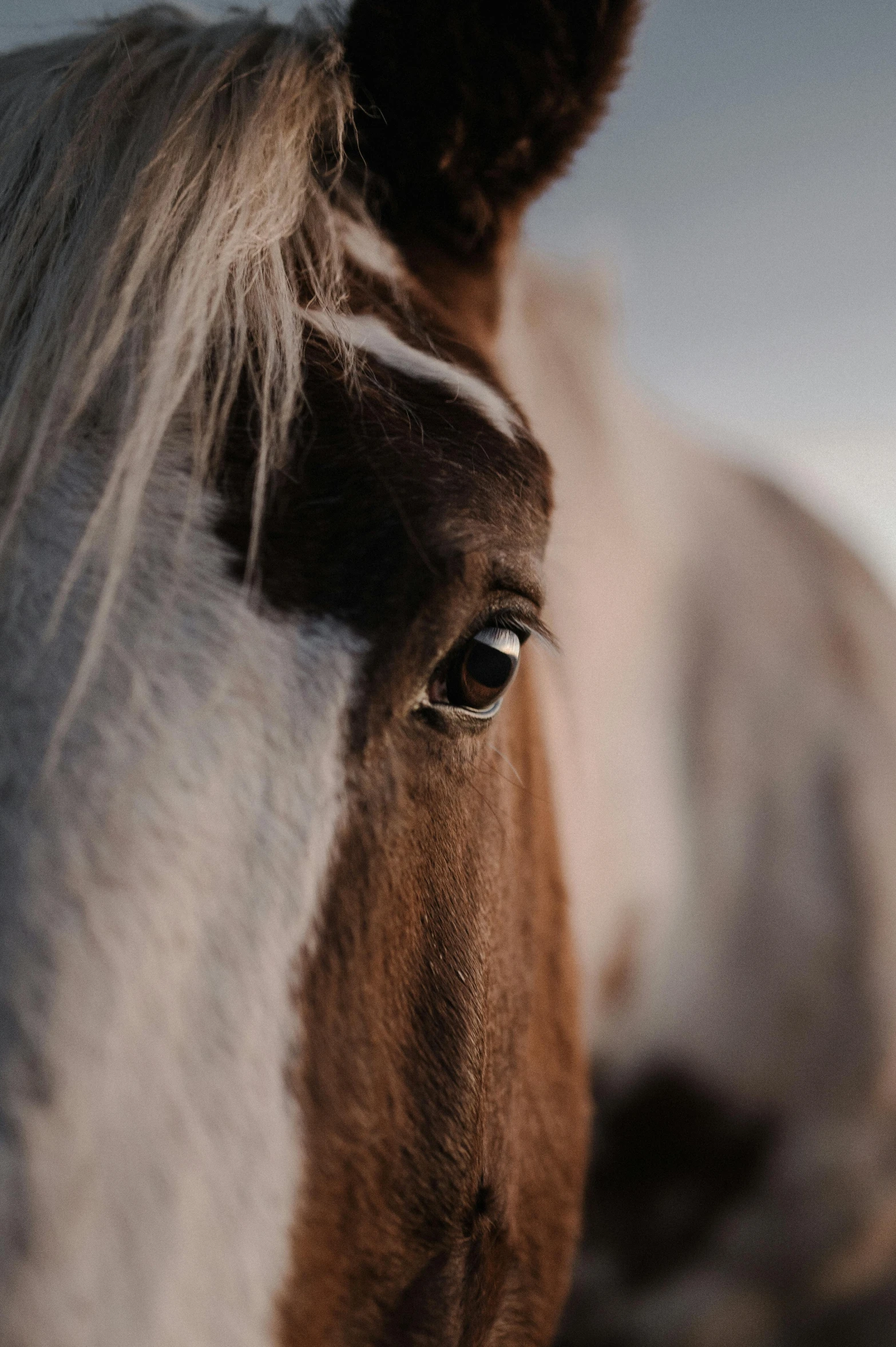 the horse is staring straight ahead with its mane flowing