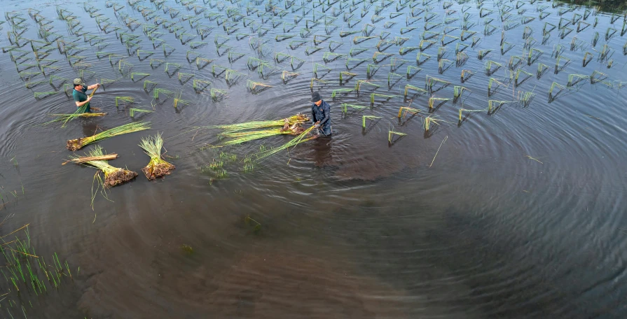 man with two children standing in shallow water filled with dead bananas