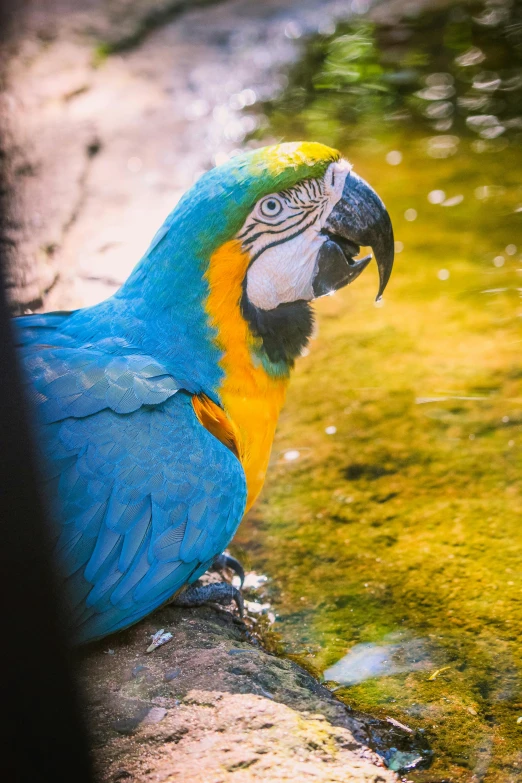 the parrot is sitting on a rock next to the water