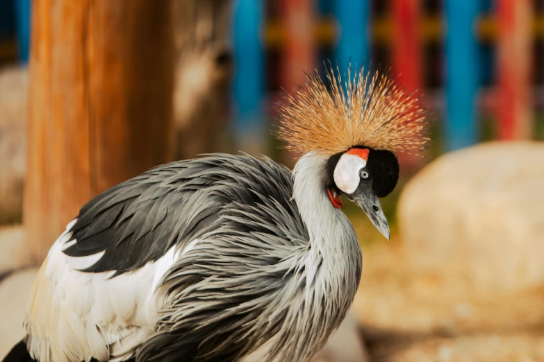 a bird with a mohawk standing next to some rocks