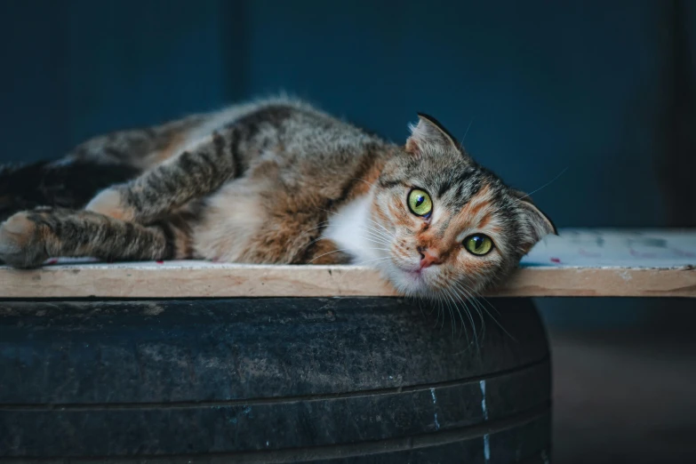 a brown and white cat laying on top of a wooden table