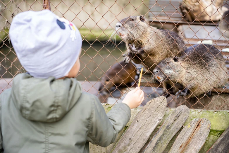 a  watching otters eat from the trough